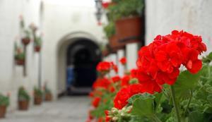 Flowers and archway at the Covent of Santa Catalina