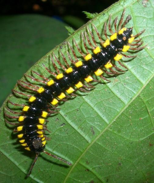 Colourful centipede in the jungle