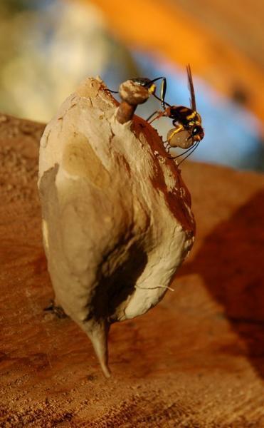 Jungle wasp builds it's clay nest