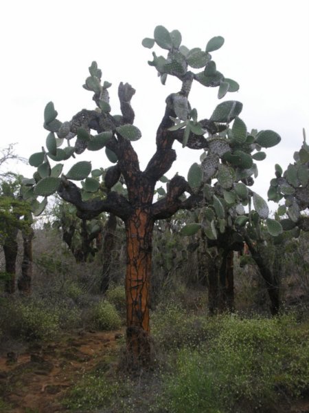 Ero un cactus e sono diventato un albero... evoluzione?