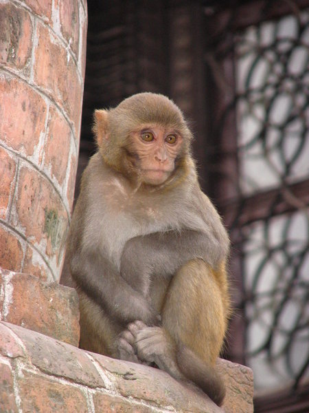 And of course...a monkey