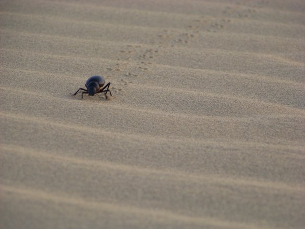 Beetle on the move