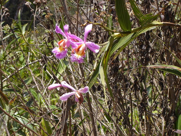 Purple Flower Near Inkipunku