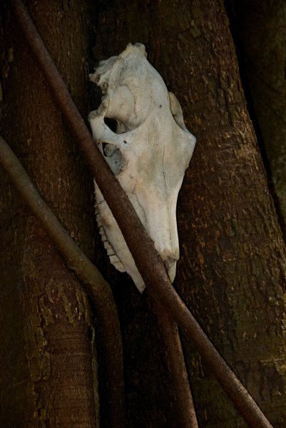 Skull on Rinca