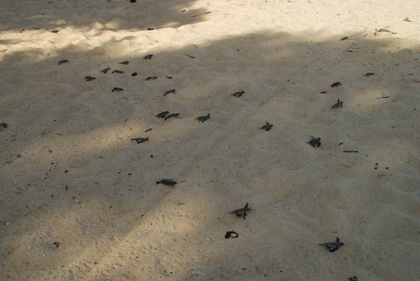 The baby turtles, at full sprint