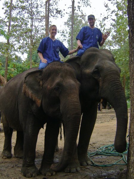 Our elephants