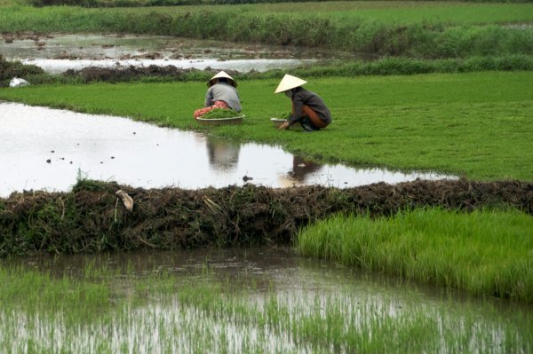 Paddy workers