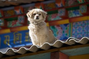 Dog on the roof