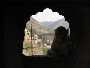At the Monkey Temple