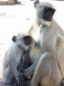 Languar Monkeys