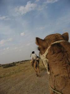 Another Camel Safari Pic.