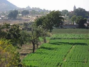 Fields outside of Pushkar