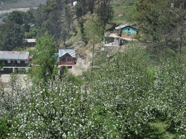 Apple Trees Blossoming in Vashisht