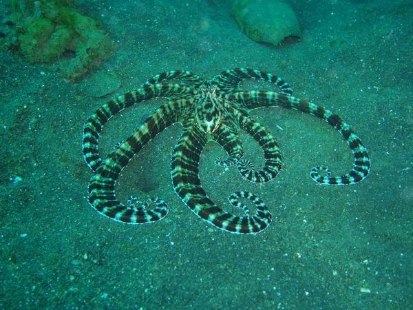 Mimic Octopus
