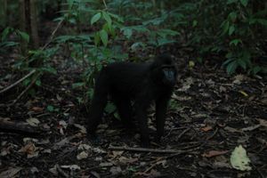 Black Macaque