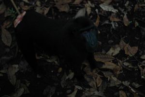 More Black Macaque
