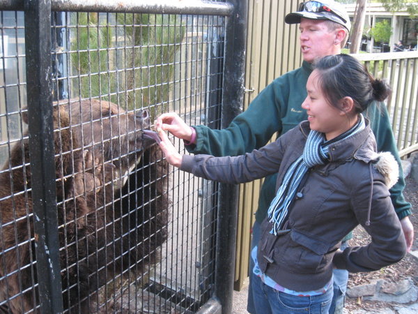 Feeding Brown Bear
