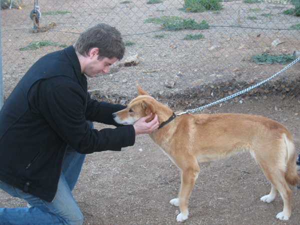 Patting a Dingo
