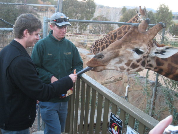 Feeding Giraffe