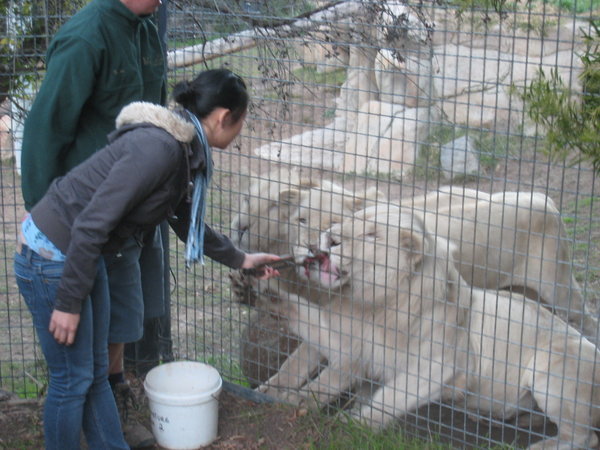 Feeding White Lions