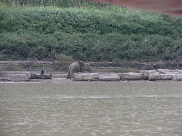 An Elephant working on the side of the river