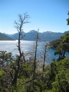 More trees/ Lago Nahuel Huapi