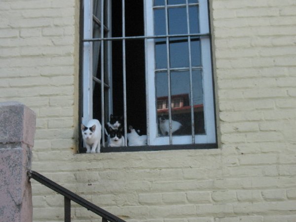 Cats in windowsill