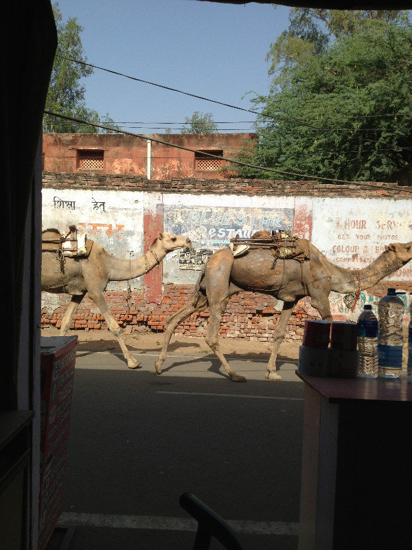 Camels strutting by...