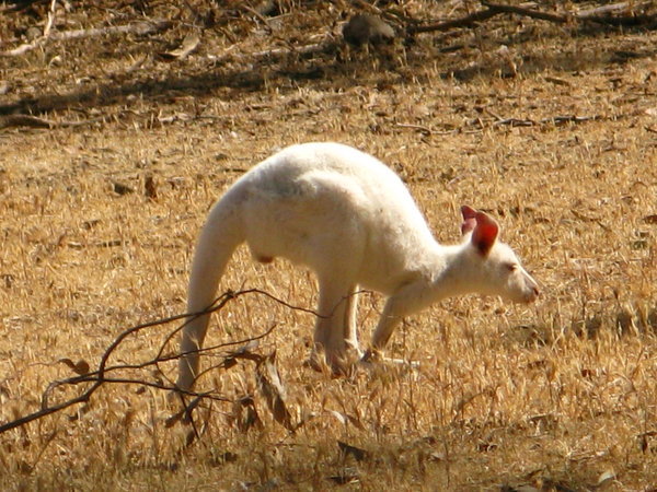 White Kangeroo