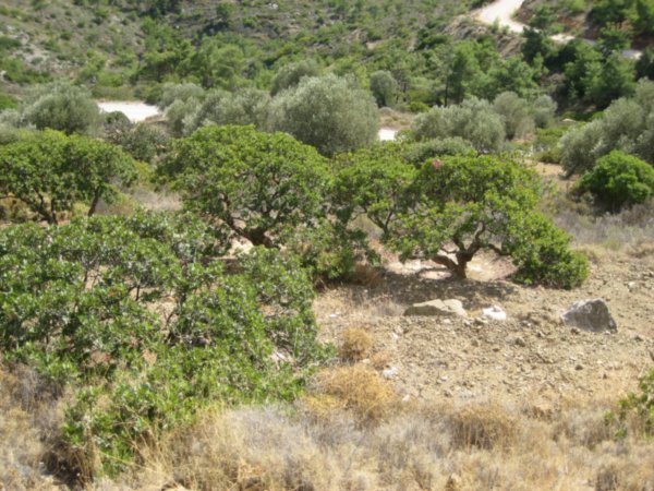Mastic Trees