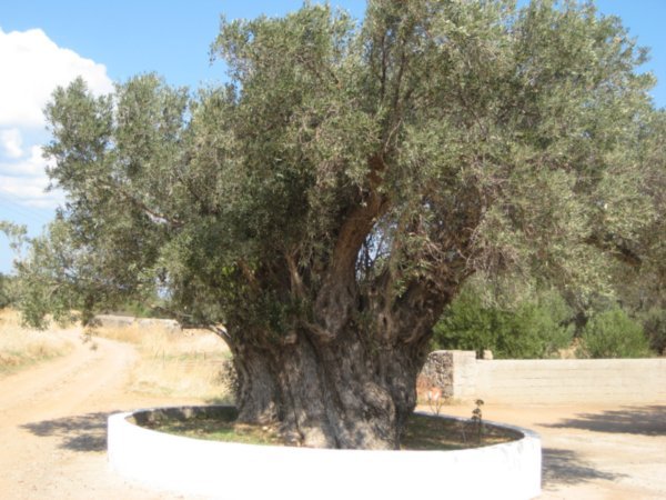 Olive Tree