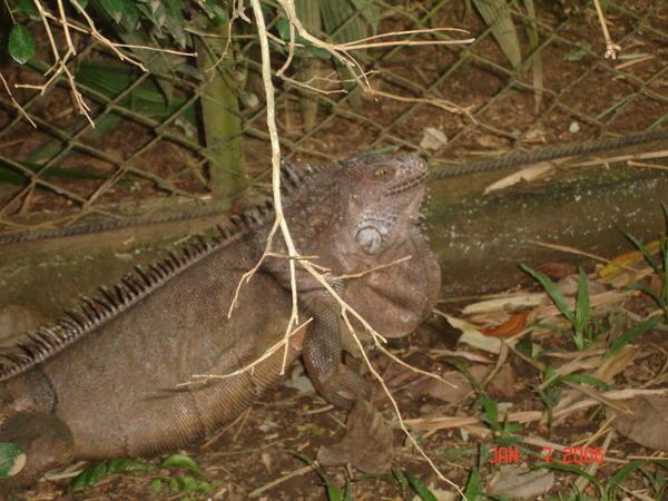 Iguana underfoot