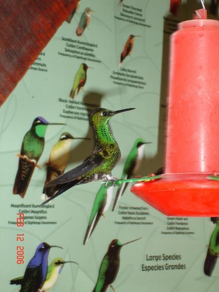 Hummingbird great shot