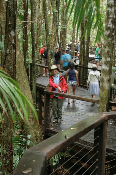 Fraser Island Rainforest Walk