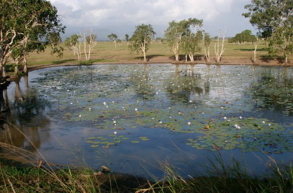 Queensland Pond