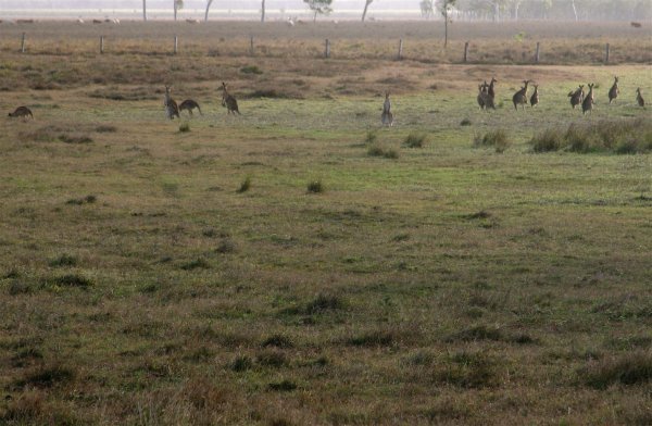 Kangaroo Herd