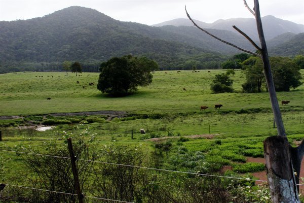 Queensland Pasture