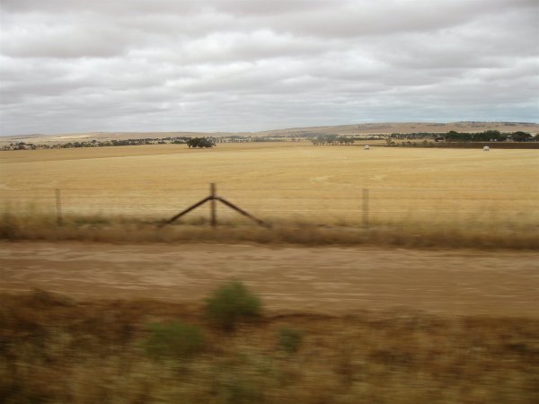 Wheatfields from the Ghan