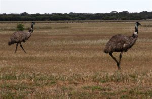 Emus in Field