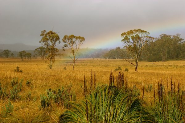 Tasmanian Rainbow