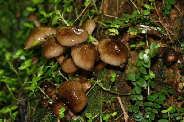 Mushrooms on Stewart Island