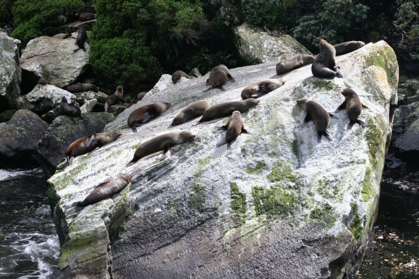 NZ Fur Seals in Milford Sound