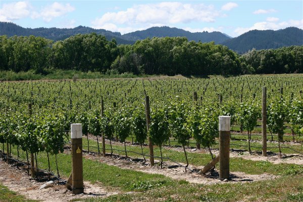 Marlborough Wine Country