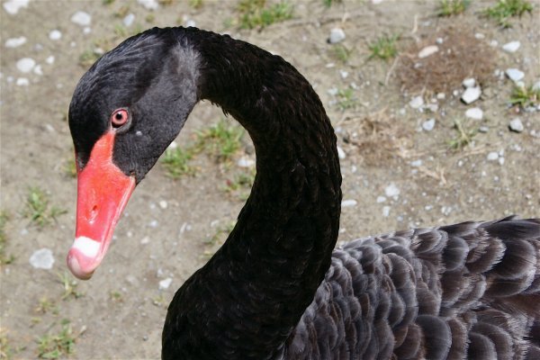 Mean Black Swan