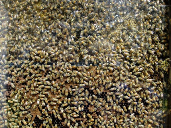 Honey Bees at Water Works