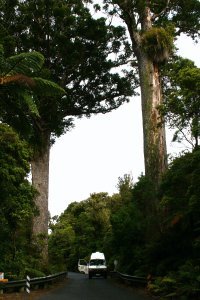 Big Kauri Trees