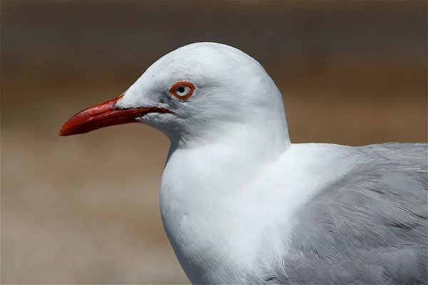 Another Red Gull