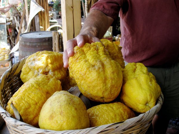 Loreto Lemons Grande