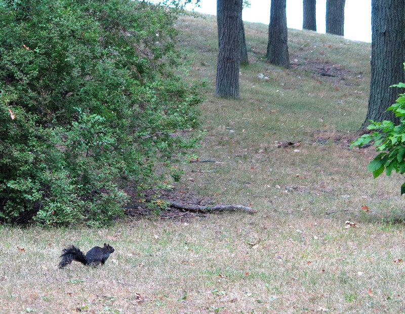 Squirrels here are black.