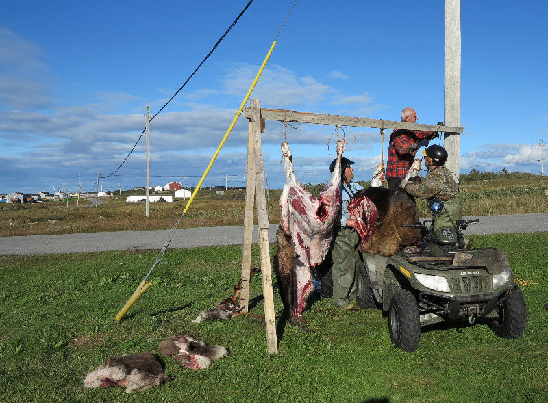 Dressing Caribou and Moose
